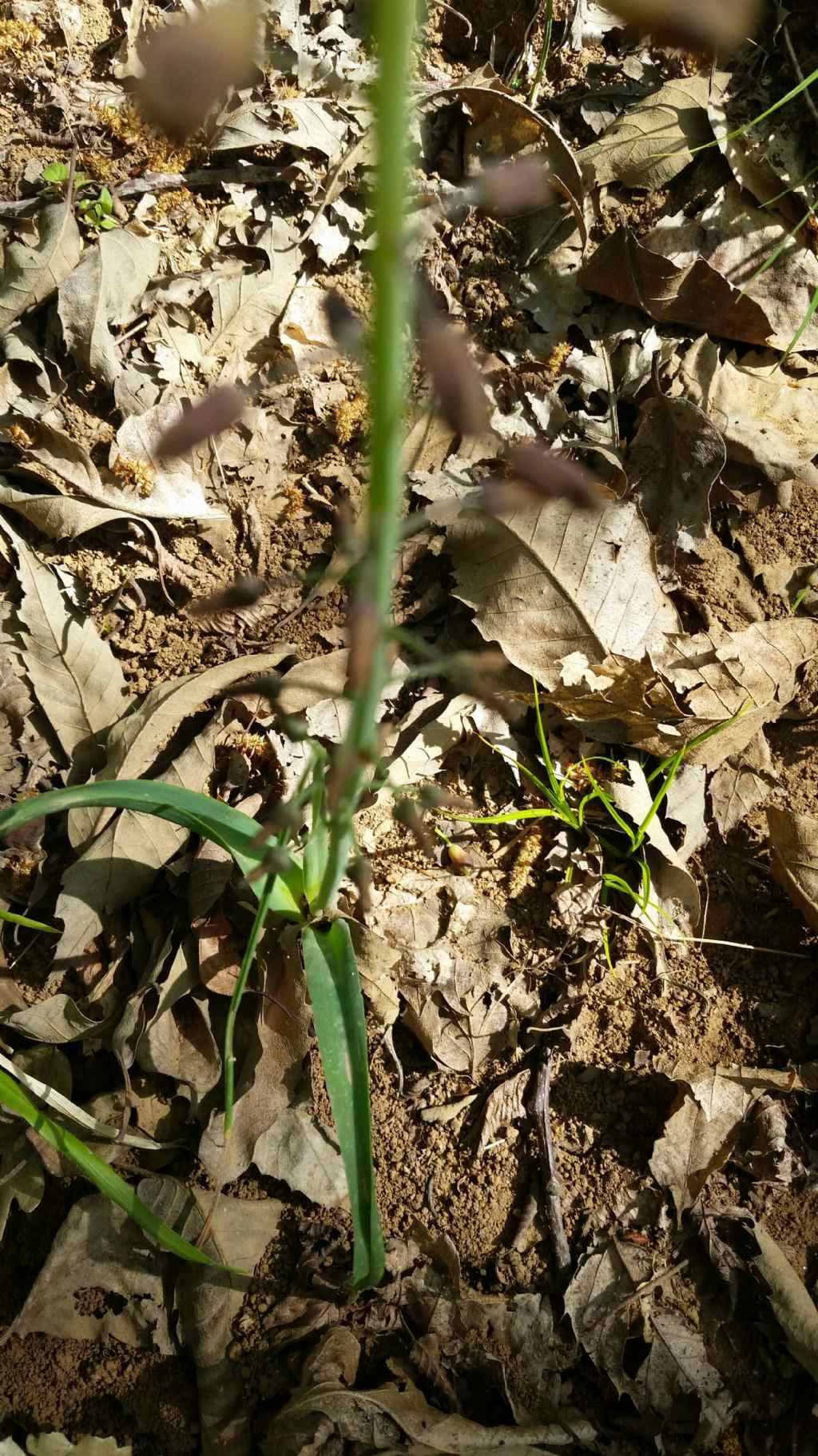 Muscari comosum (L.) Mill. (Asparagaceae)